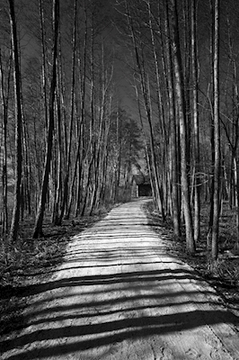 Una strada attraverso la foresta.