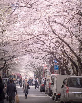 Kirsikankukkien hämmästys