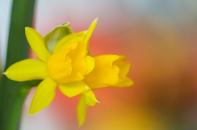 Narcisy, jaro ve Švédsku
