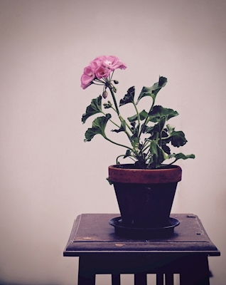 Pelargonium no pedestal