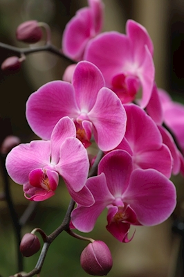 Orkidé 