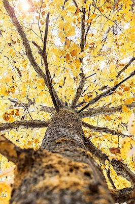De boom van de herfst