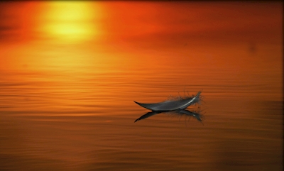 Feather in sunset