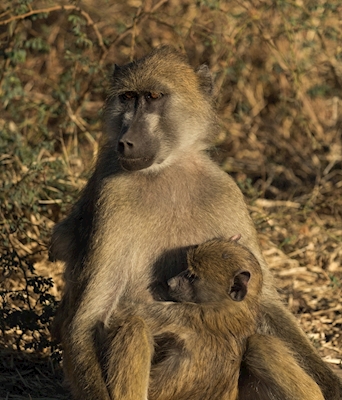 Matka i niemowlę Cape Baboon