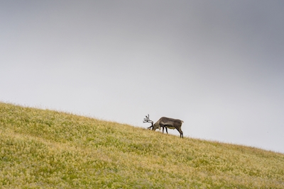 Iceland Deer