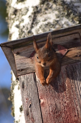 Écureuil dans son nid