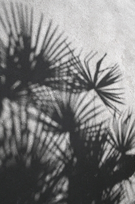 Shadow palm