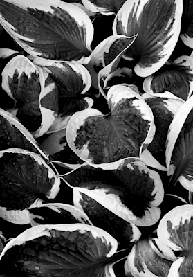 Folhas pretas e brancas