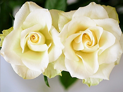 Hvite roser