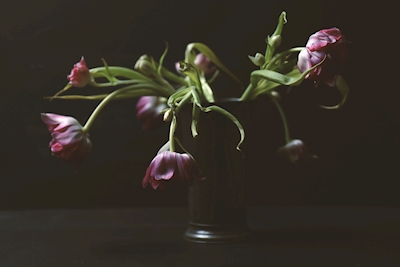 Stillife von Tulpen