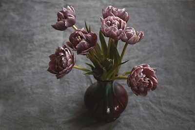Stillife tulips on vase