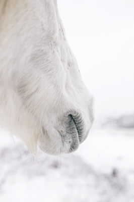 Snowy Nose