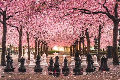 checkmate cherry blossom