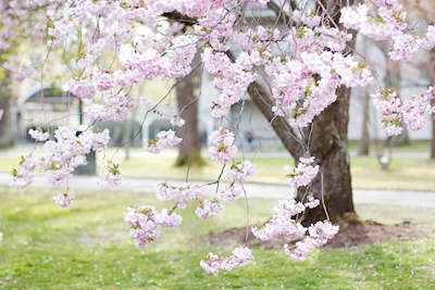 Kirsikankukka kaupungin puutarhassa