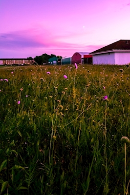 Purple Meadow