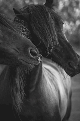 Friisiläiset hevoset