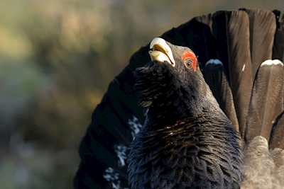 Galo Capercaillie