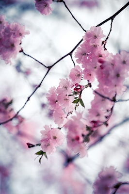 A Flor de Cerejeira