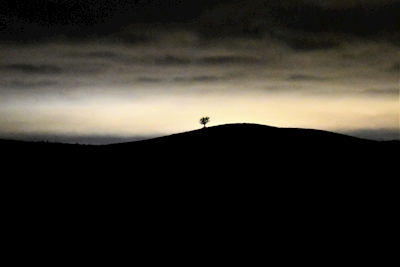 Kleine boom in nachtlicht