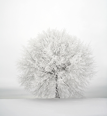Frostigt träd