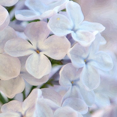 Blauwe lila