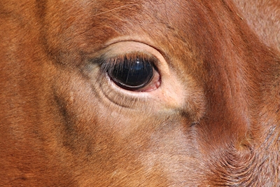 Het oog van de koe