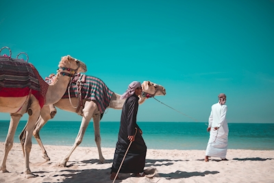 La passeggiata del cammello