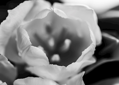 Schöne weiße Tulpen