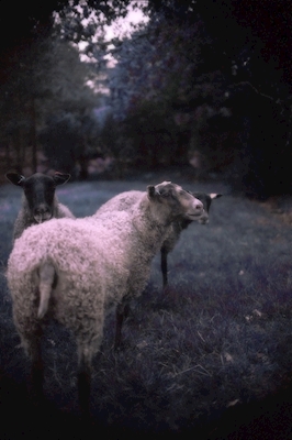 Lammas, lammas, lammas