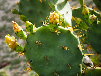 Belleza de cactus