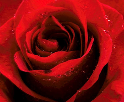 den röda rosen