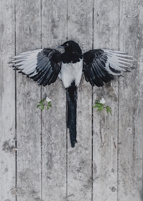 The magpie and the anemones