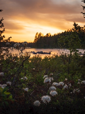 A traditional Swedish sunset