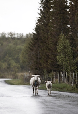 Tráfico en las carreteras noruegas. 