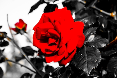 Rote Rose