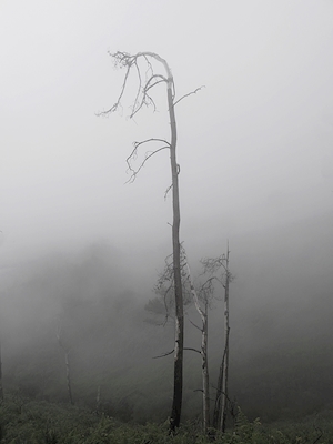 Het landschap van de mist