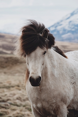Islantisk hest