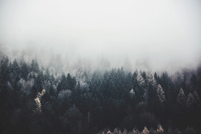 Mystisk skov