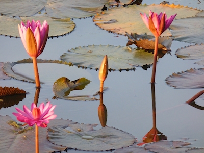 The lotus pond