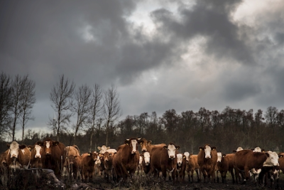 Zvědavé krávy na pastvině
