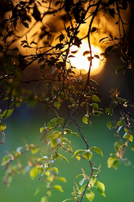 wieczorne światło przez liście