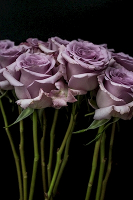 Lilac Roses I
