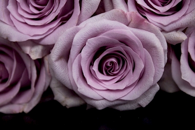 Lilac Roses II