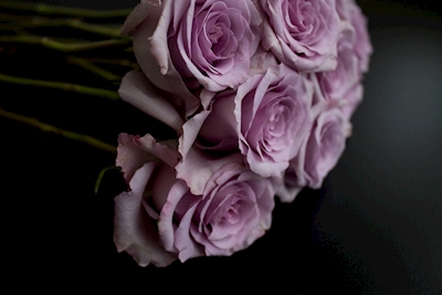 Lilac Roses III