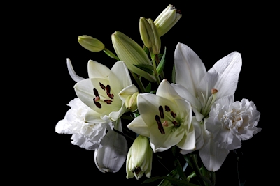 Białe kwiaty II