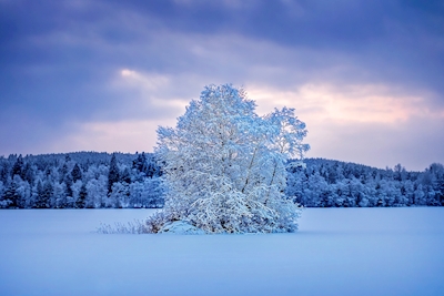 Vintertræer