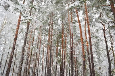 Pijnbomen in de winter