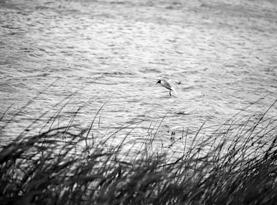 Fugl over innsjøen