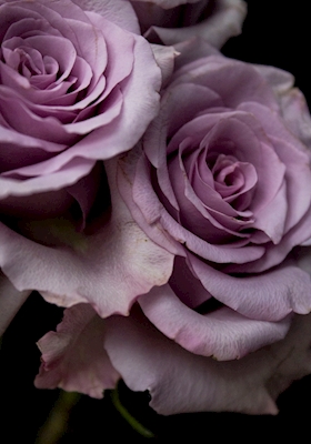 Lilac Roses IV