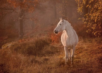 le cheval blanc